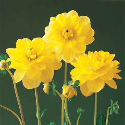 Bright Yellow Dahlias by Heide Benser Pricing Limited Edition Print image