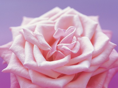 Pink Rose by Heide Benser Pricing Limited Edition Print image