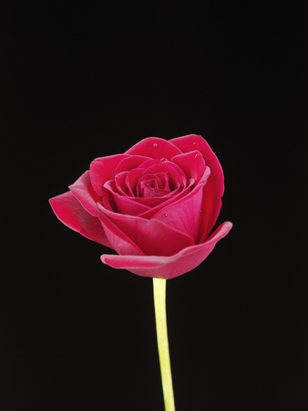 A Single Red Rose by Bernd Vogel Pricing Limited Edition Print image