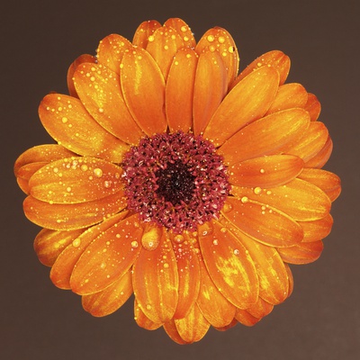 A Vivid Orange Flower by Bernd Vogel Pricing Limited Edition Print image