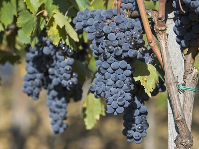 Italy,Tuscany, Bunches Of Grapes In Vineyard by Fotofeeling Pricing Limited Edition Print image