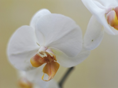 White Orchid, Close-Up by Andreas Hoernisch Pricing Limited Edition Print image