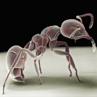 Side View Of An Ant by David Phillips Pricing Limited Edition Print image