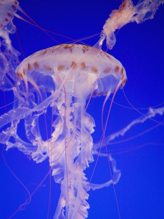 Purple-Striped Jellyfish (Chrysaora Colorata) by Peter Chigmaroff Pricing Limited Edition Print image