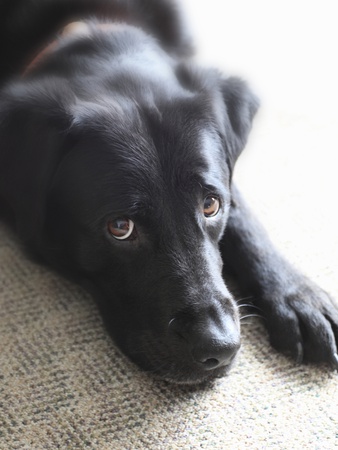Close Up Of Black Lab Lying On Carpet by Will Datene Pricing Limited Edition Print image