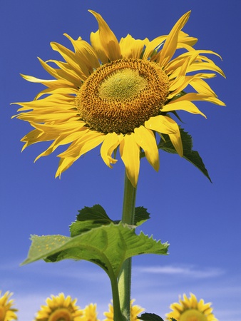 Sunflower by Tom Bol Pricing Limited Edition Print image