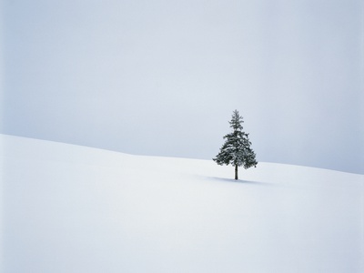 Lone Pine Tree In Middle Of Snow by Satoshi Ishizu Pricing Limited Edition Print image