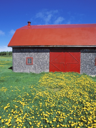 Red Roofed Barn And Dandelions, Gaspe Peninsula, Quebec, Canada by Chris Cheadle Pricing Limited Edition Print image