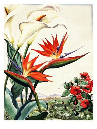 Portrait Of Bird-Of-Paradise, Impatiens, And Calla Lily Flowers by National Geographic Society Pricing Limited Edition Print image