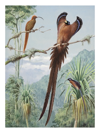 Two Competing Male Sicklebills Display Wing Feathers For A Female by National Geographic Society Pricing Limited Edition Print image