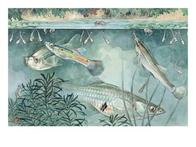 Guppies And Minnows Are Good Fish To Have For Mosquito Control by National Geographic Society Pricing Limited Edition Print image