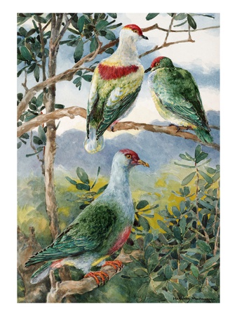 Painting Of Three Fruit Pigeons Perched On Branches by National Geographic Society Pricing Limited Edition Print image