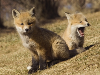 Red Fox Cubs, Yellowknife, Nt by David Prichard Pricing Limited Edition Print image