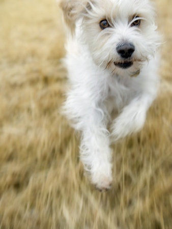 Dog Running by Darwin Wiggett Pricing Limited Edition Print image