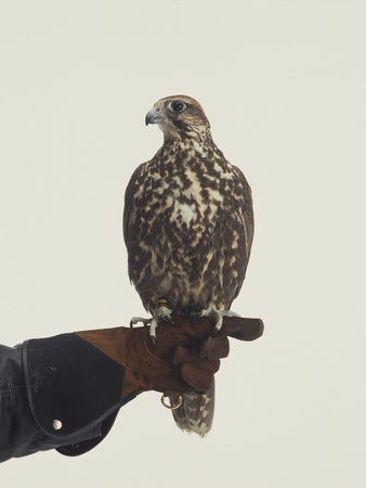 Falcon Resting On Handlers Arm by John J. Lee Pricing Limited Edition Print image