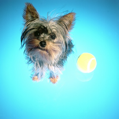 Yorkshire Terrier With Tennis Ball by Rodrigo Moreno Pricing Limited Edition Print image