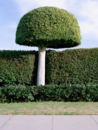 Topiary Garden by Brent Larson Pricing Limited Edition Print image