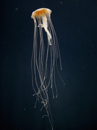 A Sea Nettle Jellyfish (Chrysaora Melanaster), Berlin, Germany by Andreas Schlegel Pricing Limited Edition Print image