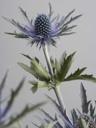 A Thistle by Halfdark Pricing Limited Edition Print image