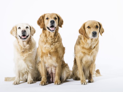 Three Golden Retrievers by Julia Christe Pricing Limited Edition Print image