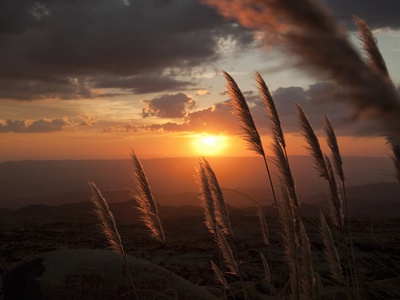 Reed Grass Lit By Sunset by Kathrin Ziegler Pricing Limited Edition Print image