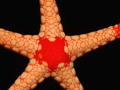 Red-Mesh Starfish (Fromia Monilis), Maldives. by Reinhard Dirscherl Pricing Limited Edition Print image