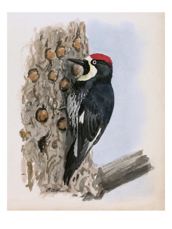 A Painting Of A California Woodpecker Clinging To A Tree Trunk by Louis Agassiz Fuertes Pricing Limited Edition Print image