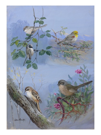 A Painting Of Bush-Tits, A Verdin, A Creeper, And A Wren-Tit by Allan Brooks Pricing Limited Edition Print image