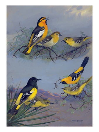 Painting Of Several Oriole Species by Allan Brooks Pricing Limited Edition Print image