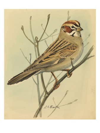 A Painting Of A Lark Sparrow Perched On A Tree Branch by Louis Agassiz Fuertes Pricing Limited Edition Print image
