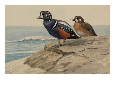 A Painting Of A Pair Of Harlequin Ducks by Louis Agassiz Fuertes Pricing Limited Edition Print image