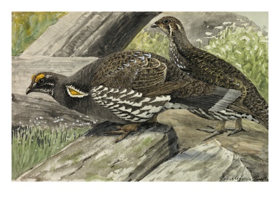 A Painting Of A Male And Female Dusky Grouse by Louis Agassiz Fuertes Pricing Limited Edition Print image
