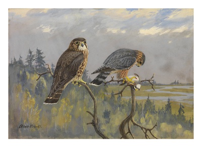 A Painting Of An Adult Male And Immature Female Pigeon Hawk by Allan Brooks Pricing Limited Edition Print image