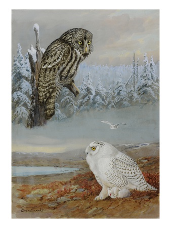 A Painting Of A Great Gray Owl And A Snowy Owl by Allan Brooks Pricing Limited Edition Print image