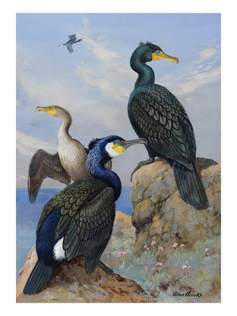 A Painting Of Several Species Of Cormorant Seated On Rocks by Allan Brooks Pricing Limited Edition Print image