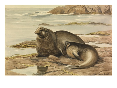 Painting Of Two Northern Sea-Elephants, Or Elephant Seals by Louis Agassiz Fuertes Pricing Limited Edition Print image