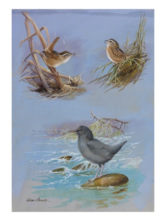 A Painting Of An American Dipper, A Marsh Wren, And A Sedge Wren. by National Geographic Society Pricing Limited Edition Print image