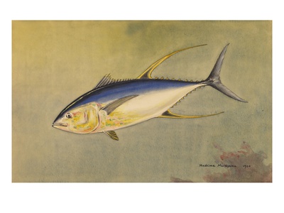 A Painting Of The Rare Allison Tuna. by National Geographic Society Pricing Limited Edition Print image