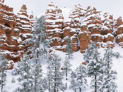 Snow-Covered Forest And Hoodoos by Pat O'hara Pricing Limited Edition Print image