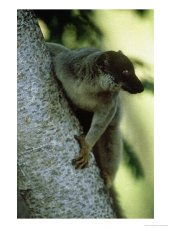 Common Brown Lemur, Madagascar by Patricio Robles Gil Pricing Limited Edition Print image