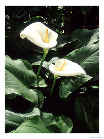 Arum Lily, South Africa by Geoff Kidd Pricing Limited Edition Print image