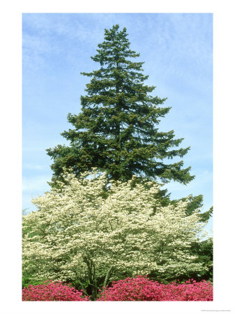 Azalea, Dogwood And Norway Spruce Tree by Mark Hamblin Pricing Limited Edition Print image
