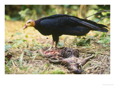 Lesser Yellow Headed Vulture, Feeding, Tambopata River, Peruvian Amazon by Mark Jones Pricing Limited Edition Print image