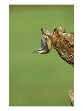Nuthatch On Stump, Uk by Mark Hamblin Pricing Limited Edition Print image