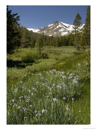 Iris Missouriensis At 9000 Ft On The Sonora Pass, Usa by Bob Gibbons Pricing Limited Edition Print image