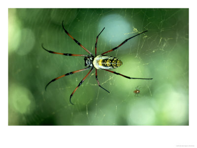 Golden Orb-Web Spider, Madagascar by Kenneth Day Pricing Limited Edition Print image