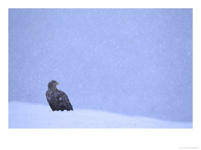 White-Tailed Sea Eagle, Haliaeetus Albicilla by Mark Hamblin Pricing Limited Edition Print image