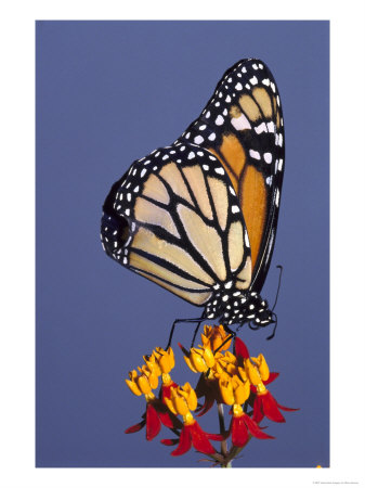 Monarch Butterfly by Brian Kenney Pricing Limited Edition Print image