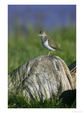Common Sandpiper, Adult On Rock, Scotland by Mark Hamblin Pricing Limited Edition Print image