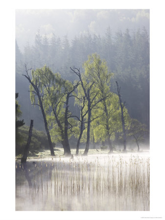 Silver Birches On The Shore Of Loch Pityoulish, Central Highlands, Scotland by Mark Hamblin Pricing Limited Edition Print image